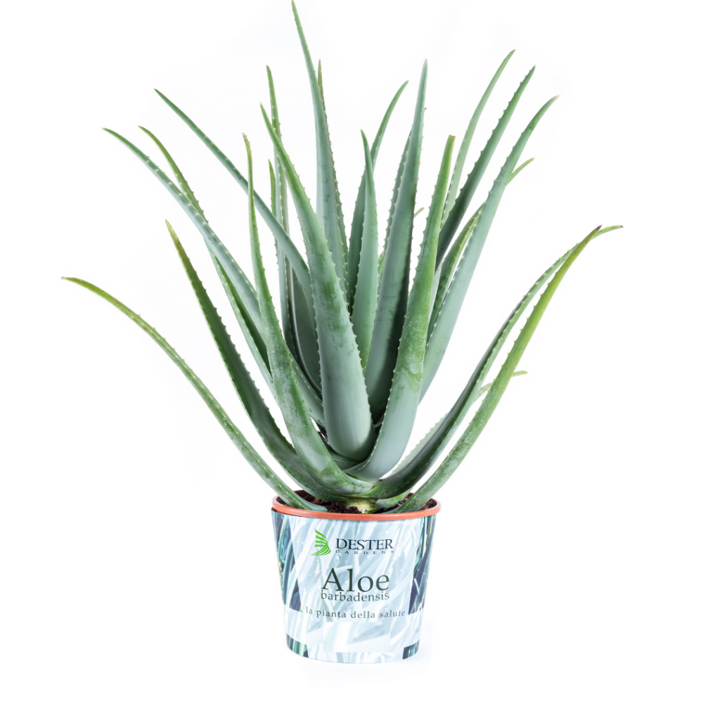 Pianta Aloe vera del Garda 5 anni